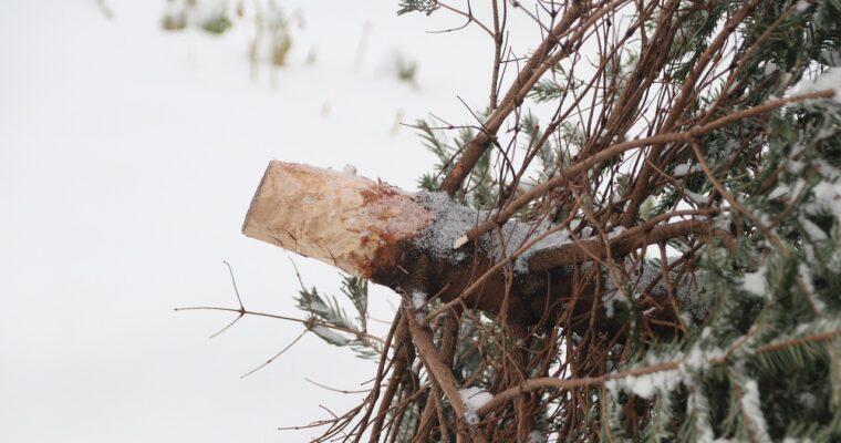 Seinem Weihnachtsbaum ein zweites Leben schenken: Nachhaltige Recyclingideen