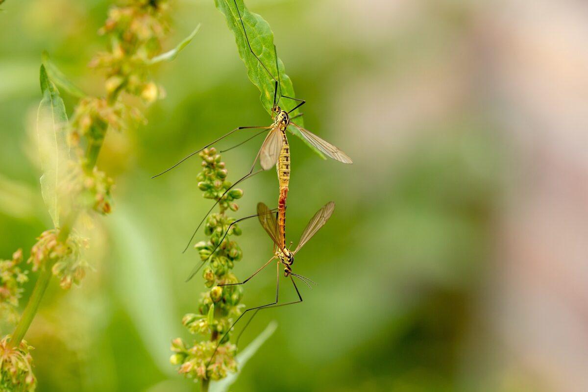 Daddy Insects Insect Extinction: A look at our Tiny Creatures