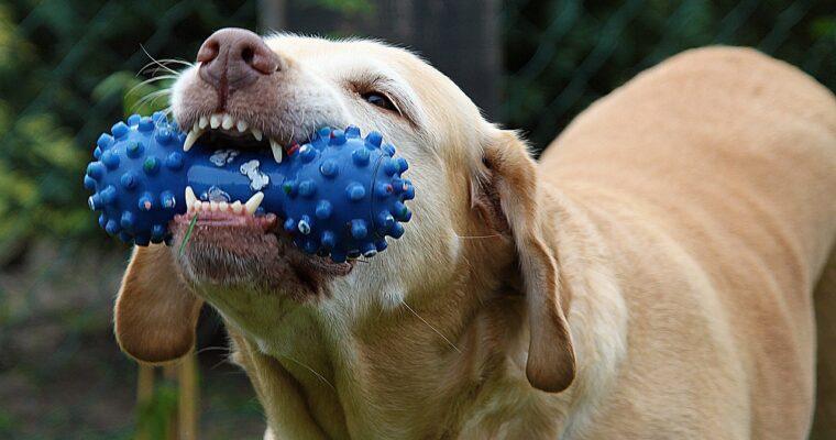 Hundespielzeug im Test – Tipps für nachhaltige Hunde-Geschenke