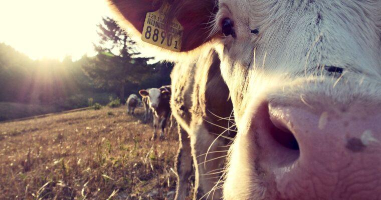 Die Klimaauswirkungen von Milch – Warum man über Alternativen nachdenken sollte