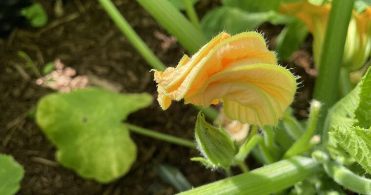 Tipps und Rezept zum Zucchiniblüten essen