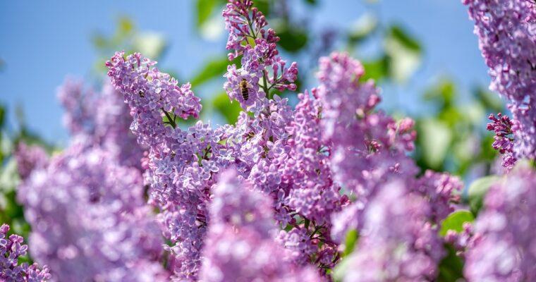Neue Studie zeigt: Dies sind die besten Blumen für Bienen
