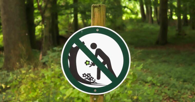 Pflanzen aus dem Urlaub mitnehmen – darum solltest du es nicht tun