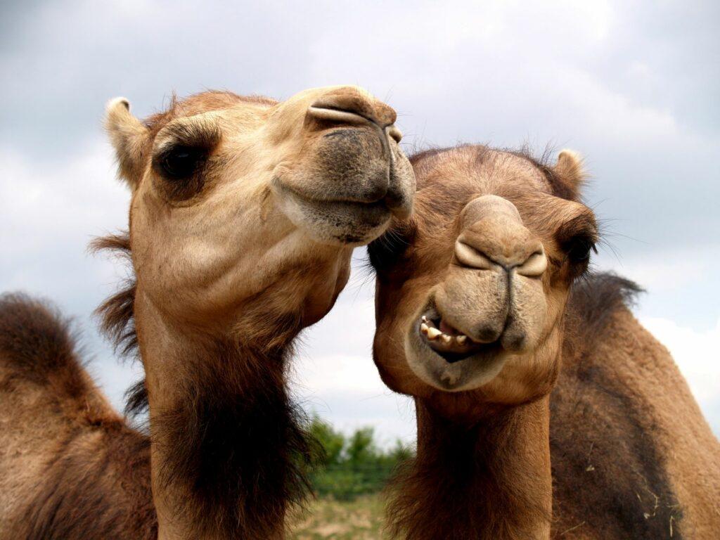 Camels making funny faces