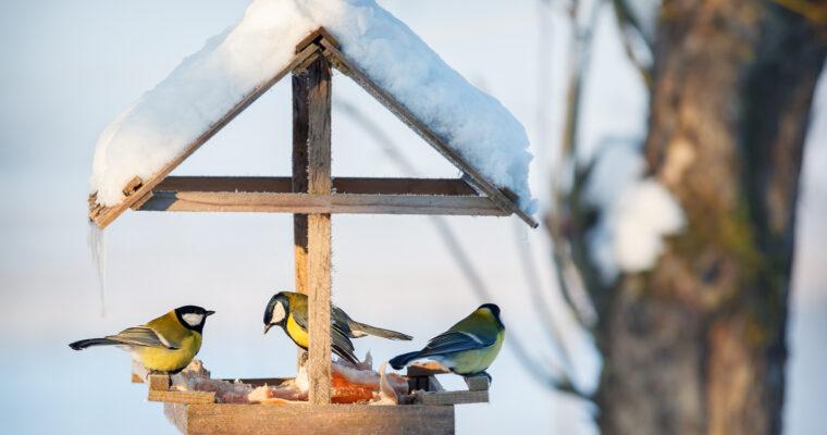 Vogelfütterung im Winter – Ja oder Nein?
