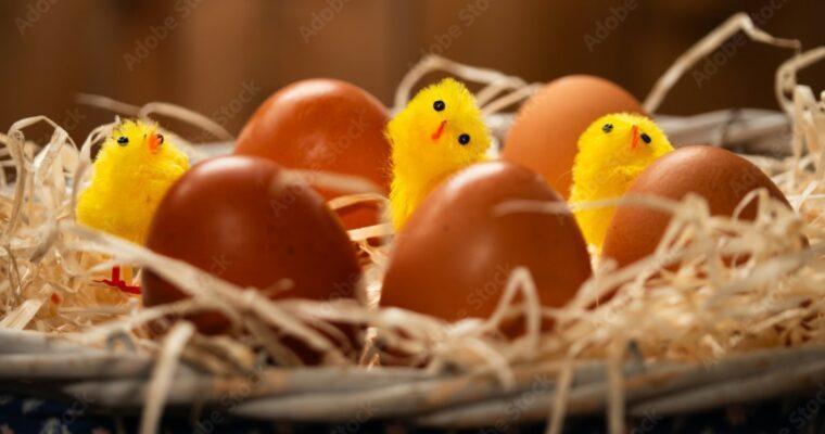 7 nachhaltige Ideen für deine Nesting Party
