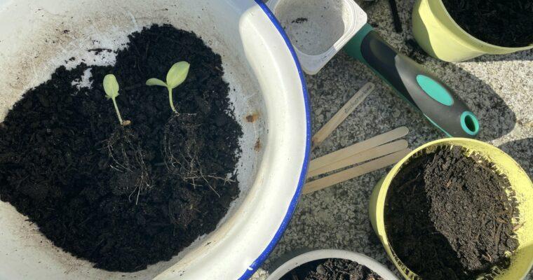 DIY Anzucht, Teil 2: Pflanzenkinderstube und Auspflanzen