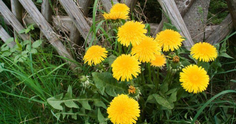 Löwenzahn im Garten – abmähen, stehen lassen oder essen?