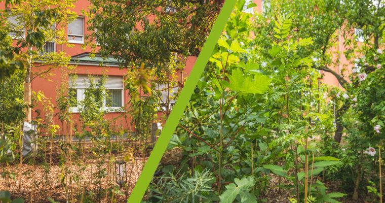 Lege deinen eigenen Mikrowald an – mitten im Garten!