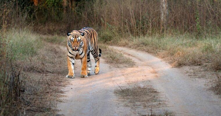 Can tourism help protect wildlife? An interview with Dr. Yvonne Würz of PETA
