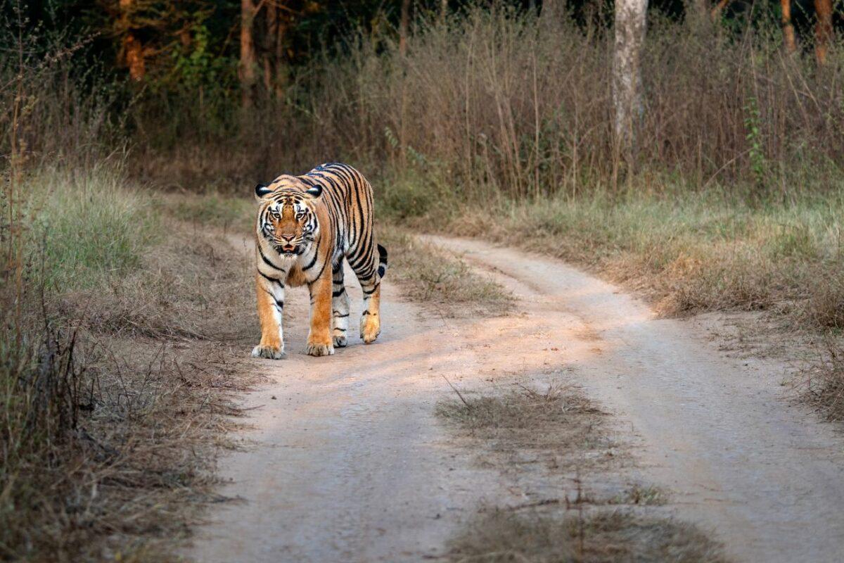Can tourism help protect wildlife? An interview with Dr. Yvonne Würz of PETA