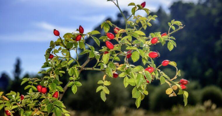 Herbstzeit ist Hagebuttenzeit – das heimische Superfood