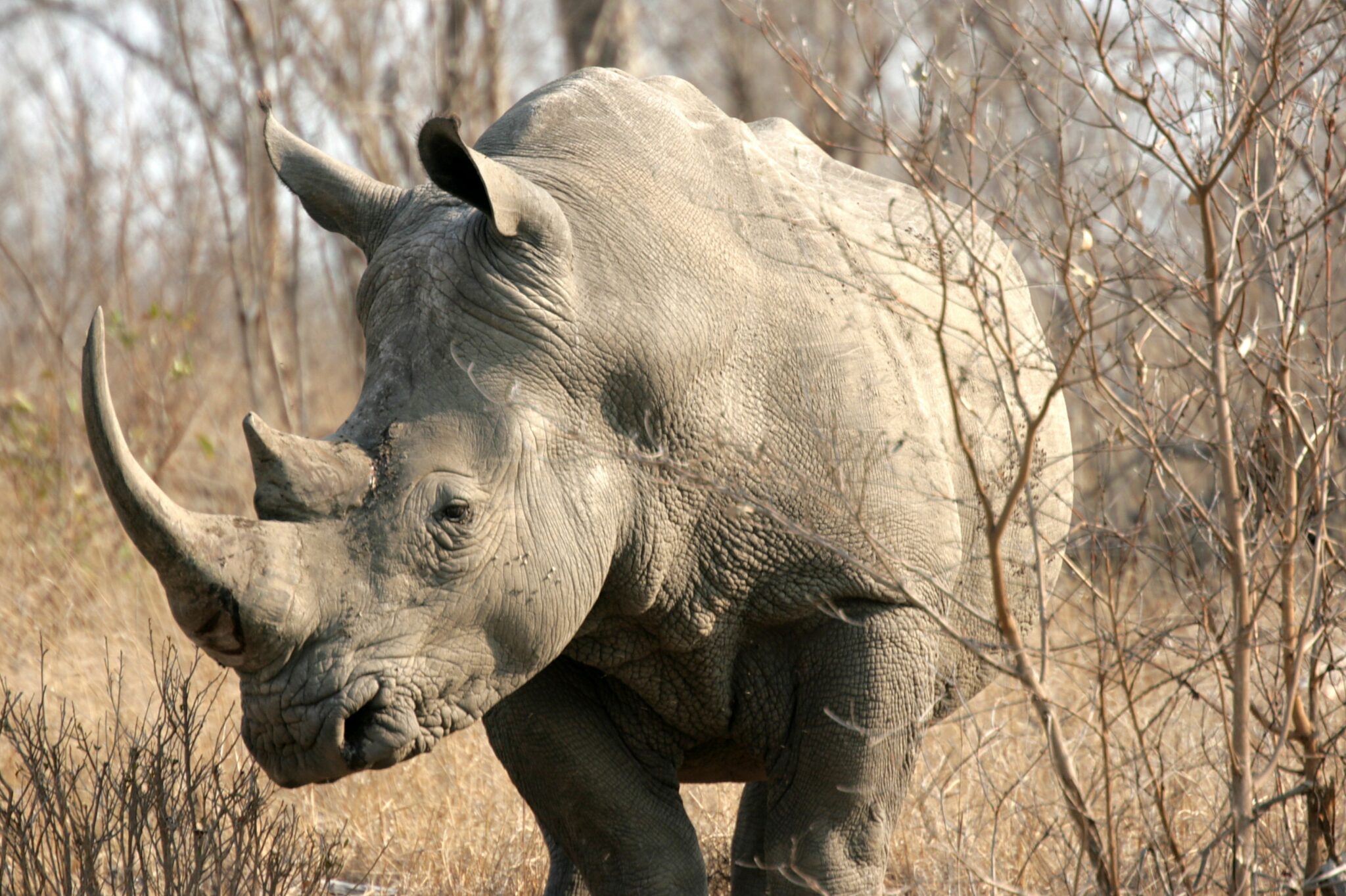 Mit Wildtieren als Volunteer in Südafrika – nur symbolisches Engagement oder echter Naturschutz?