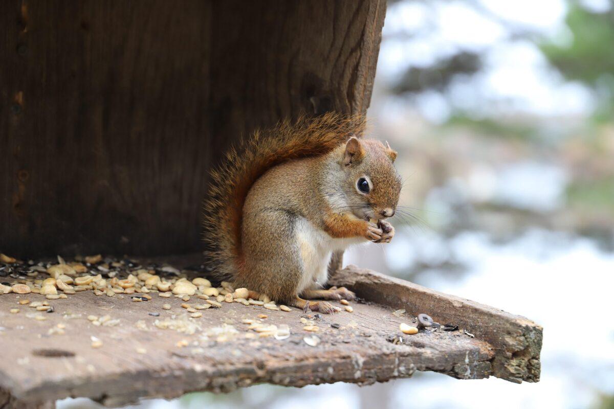 Eichhörnchen Futterstation Aus Holz Für Den Außenbereich