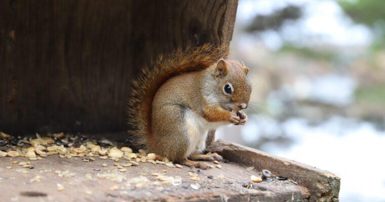 Eichhörnchen im Winter füttern? – Warum das grundsätzlich kein Problem ist
