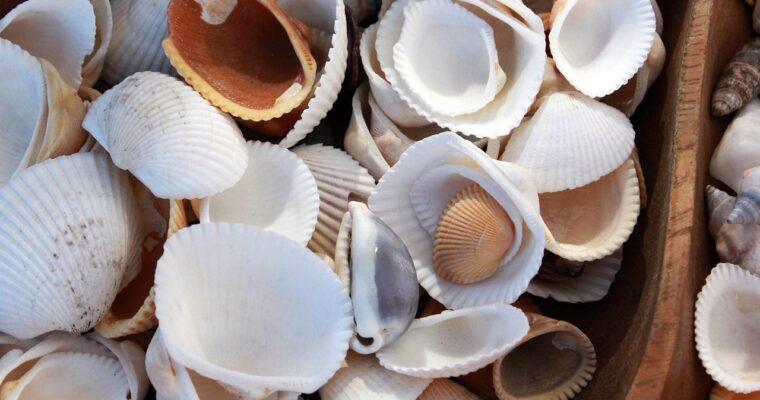 Nachhaltig bauen mit Muscheln? Der aktuelle Stand der Forschung