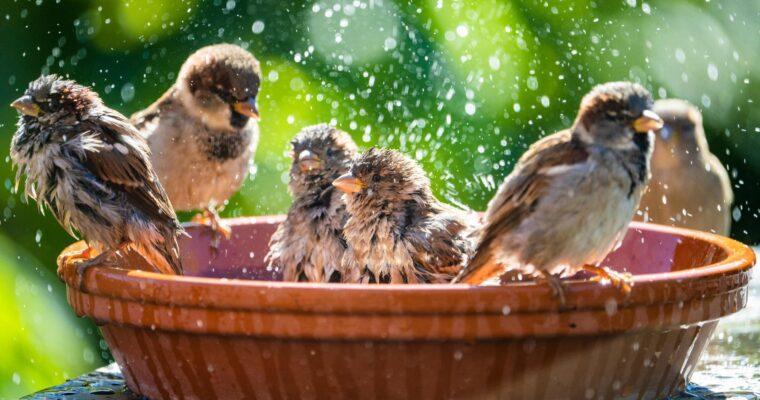 Wie gestalte ich meinen Garten vogelfreundlich? Vier einfache Tipps