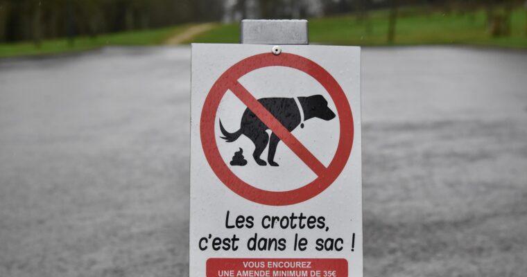 Urlaub mit Hund? Diese Strafen drohen weltweit für das Nicht-Aufheben von Hundehaufen