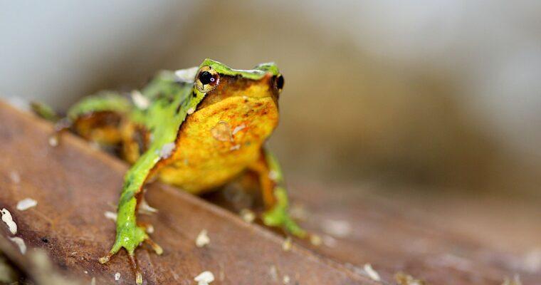 Der Darwin-Frosch: Ein Wunder der Natur und vom Aussterben bedroht
