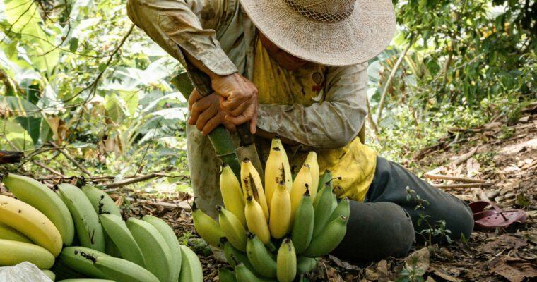Gehören Bananen aufs Frühstücksbuffet oder sind sie klimaschädlich?