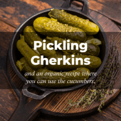 Several sliced pickled cucumbers lie in a cast-iron skillet resting on a dark wooden table. Next to them are a few sprigs of fresh herbs. In the center of the image, in large white letters, it says: “How to Make Pickled Cucumbers.” Below that, in smaller letters, it reads: “and an organic recipe where you can use the cucumbers.”