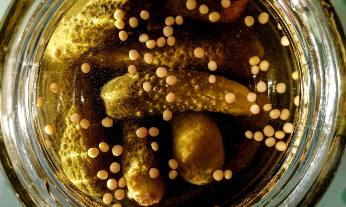 DIY-Gewürzgurken – jetzt einlegen!