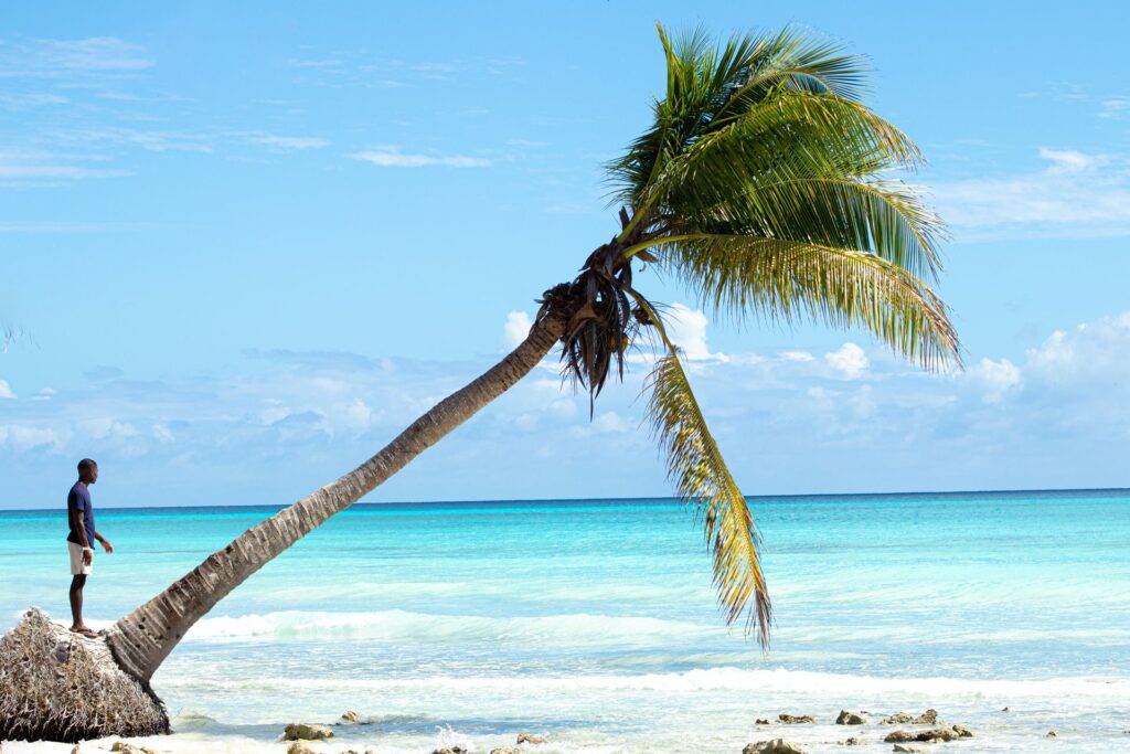 Palm Tree Beach Dominican Republic
