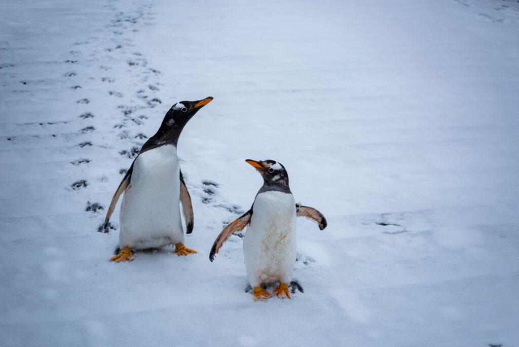 Pinguine an der Antarktis laufen im Schnee