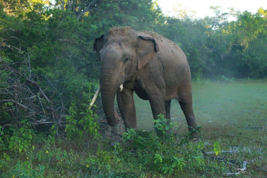 Asiatischer Elefant in der Natur