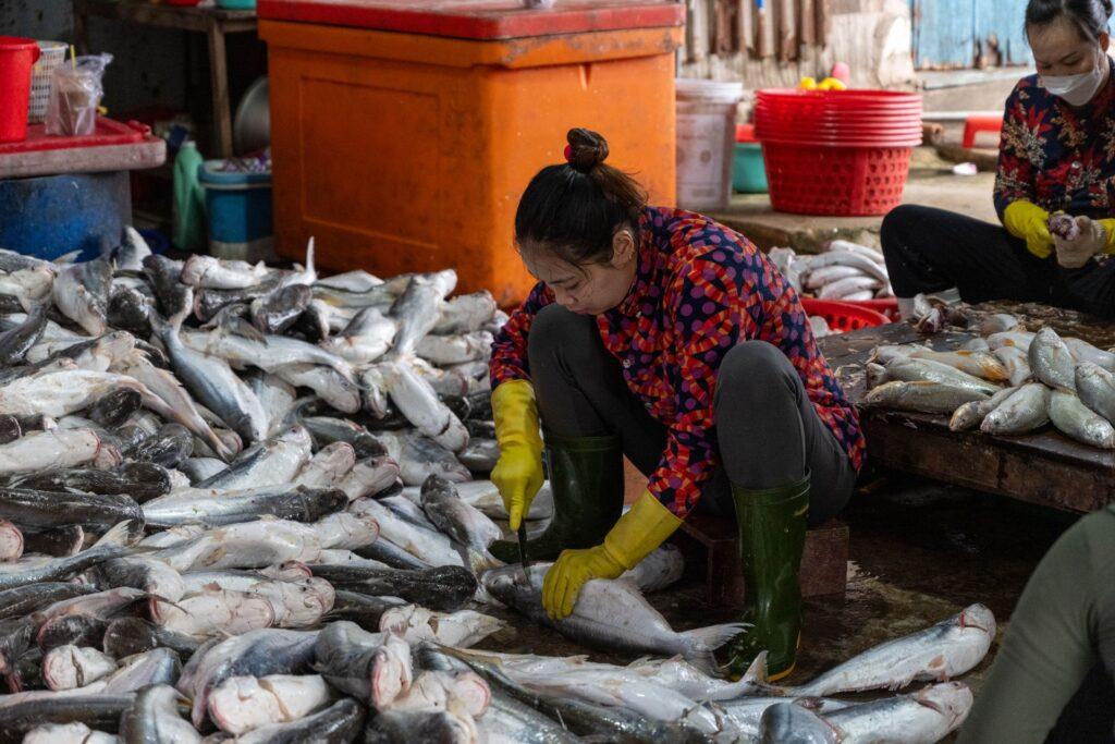 Frau schneidet Pangasius Fische in Vietnam