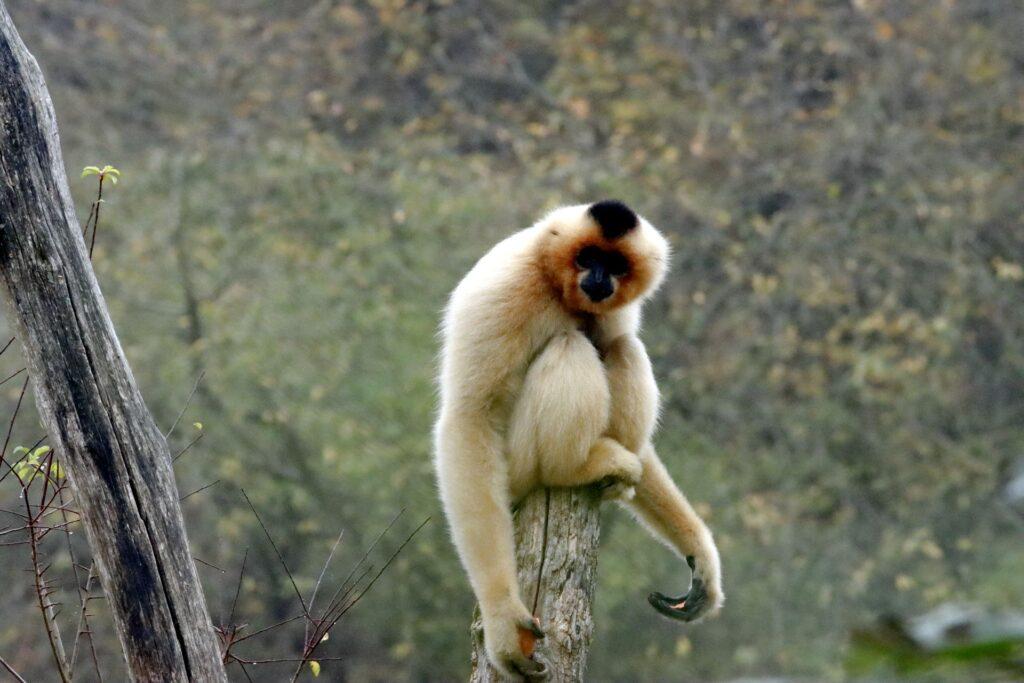 Gibbon Vietnam