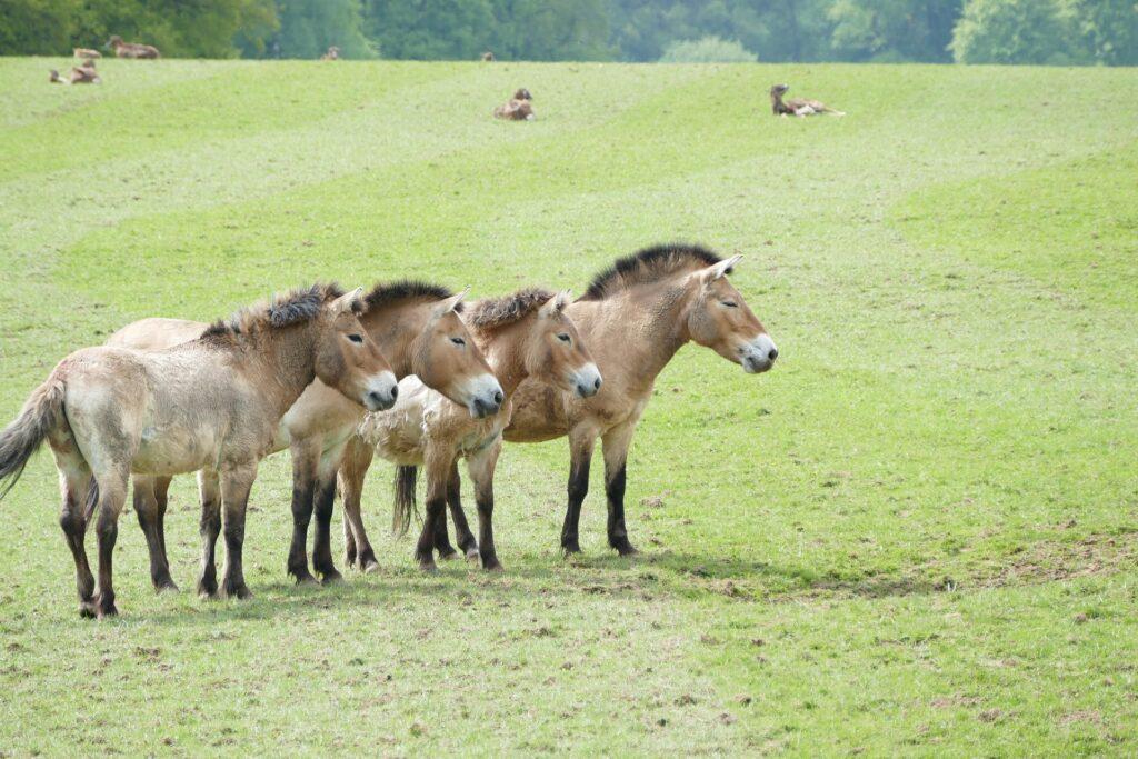 Przewalski's wild horses in the meadow