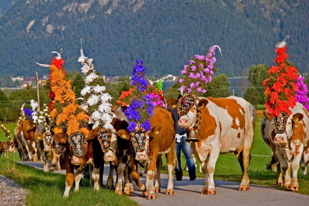 Decorated Cows at the Almabtrieb
