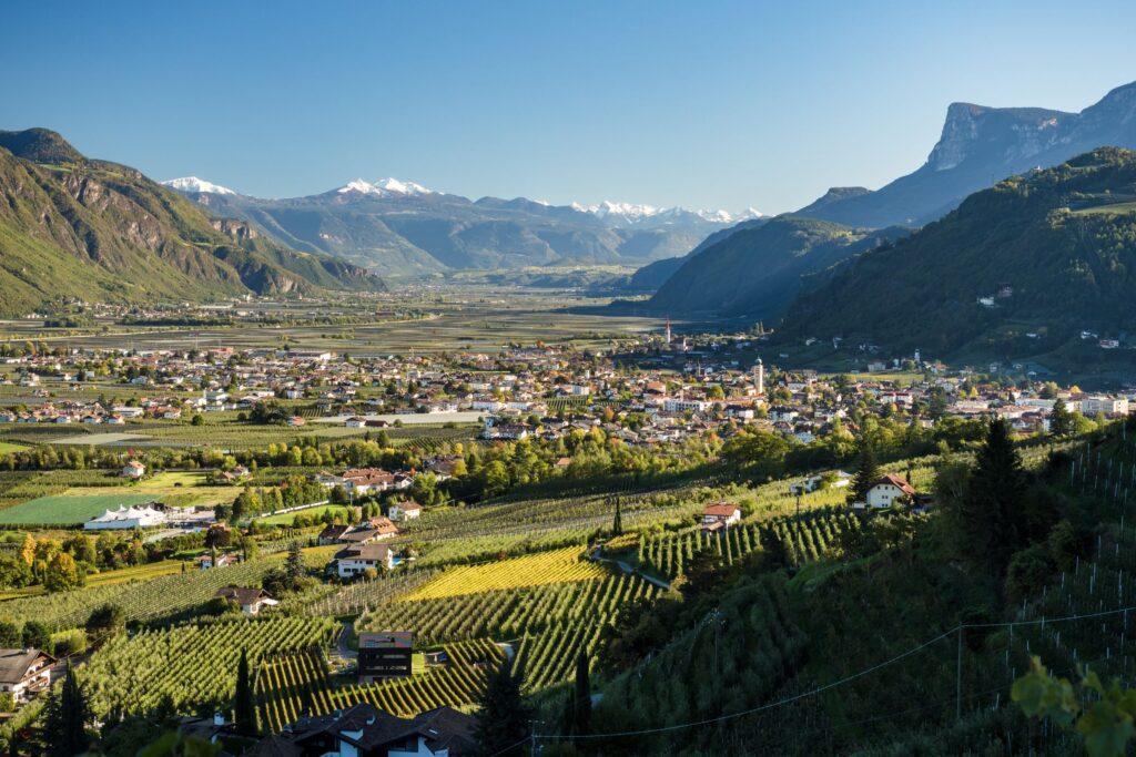 Weite Panorama-Aussicht von einem hängenden Weinberg hinab auf eine Stadt im breiten Etschtal. Im Vordergrund ziehen sich ordentliche Reihen von grünen und gelb gefärbten Rebstöcken den Hang hinunter. Im Talbecken erstreckt sich eine dicht bebaute Ortschaft mit einem markanten, spitzen Kirchturm, umgeben von grünen Obstwiesen. Im Hintergrund rahmen mächtige, bewaldete Berge das Tal ein, während am Horizont schneebedeckte Alpengipfel unter einem klaren, blauen Himmel leuchten.