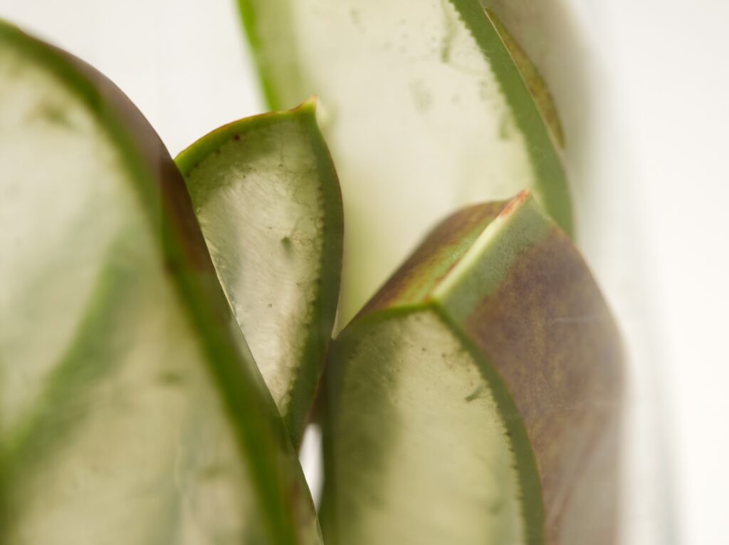 Nahaufnahme von mehreren dicken, fleischigen Aloe-vera-Blättern mit sichtbarer transparenter Gelstruktur