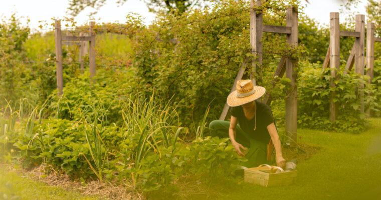 Vom Garten auf den Teller: So funktioniert Farm-to-Table in Green Pearls® Hotels