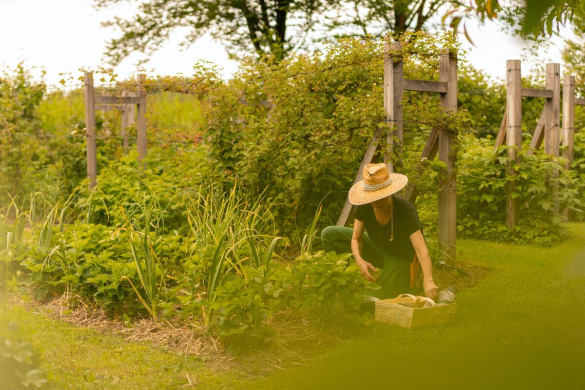 Vom Garten auf den Teller: So funktioniert Farm-to-Table in Green Pearls® Hotels