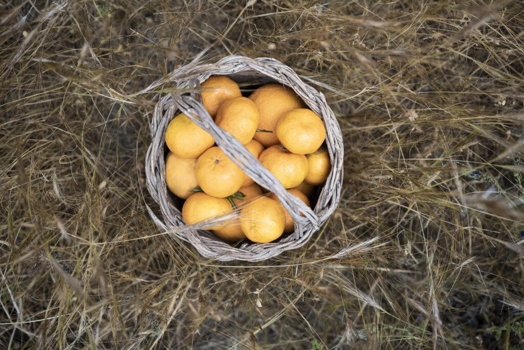 Korb mit Orangen liegt in trockenem Gras